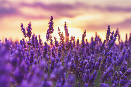 Lavender Reference